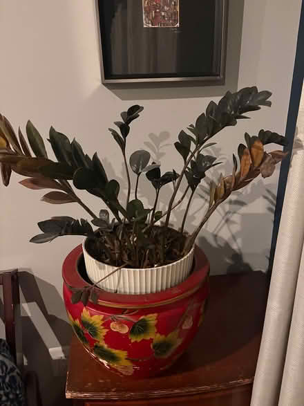 Photo of free Maybe you can save this plant (Columbia Heights) #1