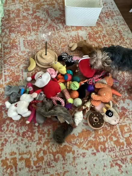 Photo of free Large selection dog and cat toys (Bedfont TW14) #1