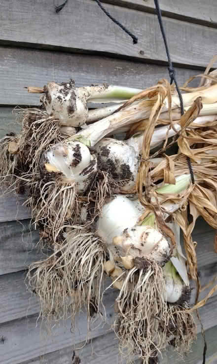 Photo of Elephant garlic (Underdale SY2) #1
