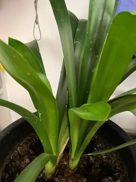 Photo of free 2 Clivia plants (Frome Somerset) #1