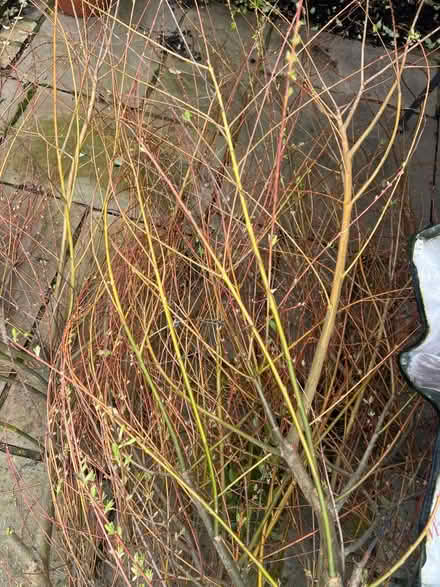 Photo of free Willow branches for weaving (TW1) #1