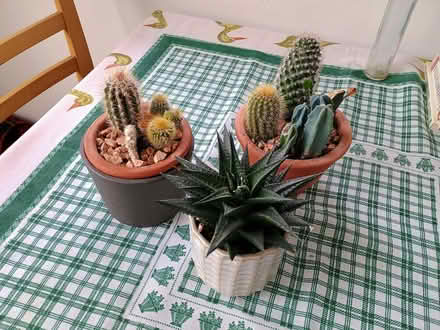 Photo of free Cactus plants 🌵 (Monkstown, County Dublin) #1