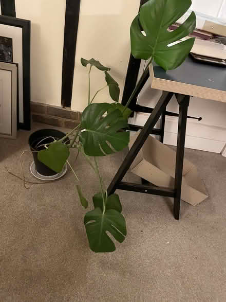 Photo of free House plants (Great Wood TN33) #1