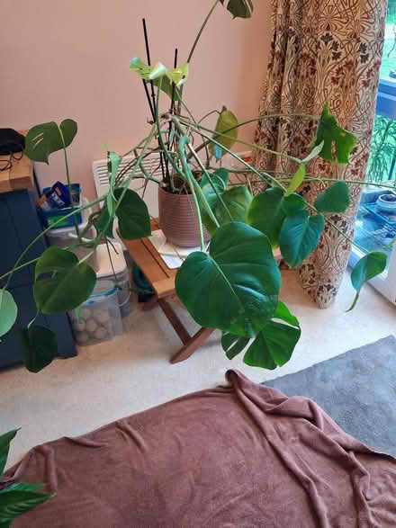 Photo of free Swiss cheese plant (Roffey, Horsham) #1