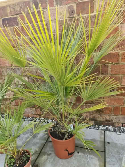 Photo of free Three Fan Palm Plants (Southwick BN42) #1