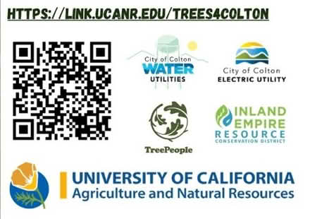 Photo of free Shade Trees (Colton) (Martinez Park, Redlands, CA) #1