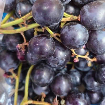 Photo of free Black Grapes (Mountain View) #1