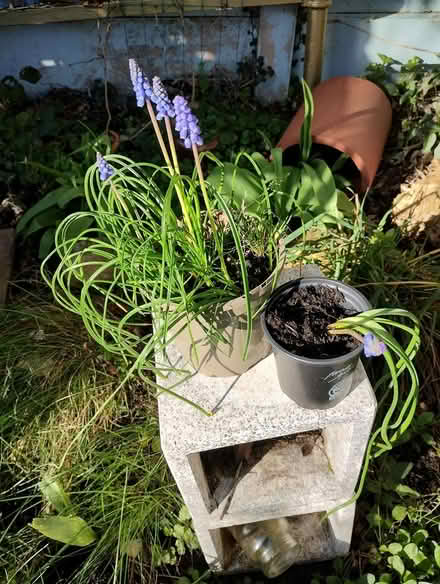 Photo of free Muscari (Bratton) #1