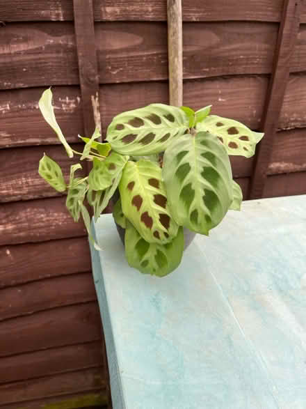 Photo of free Indoor plant (Tyseley B11) #1