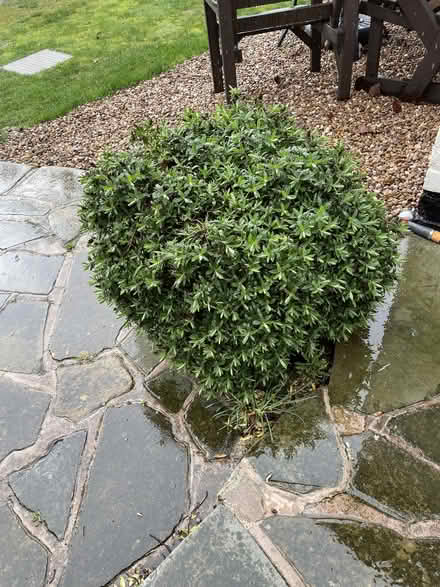 Photo of free Potted Hebe Plant (Whaley Thorns NG20) #1