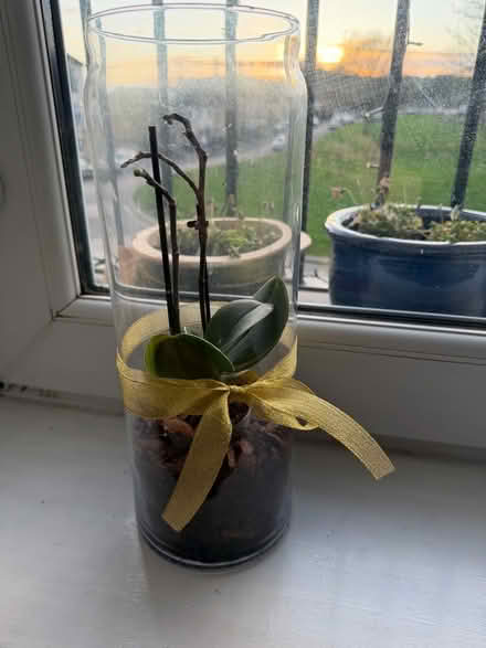 Photo of free Orchid and glass vase (Weston) #1