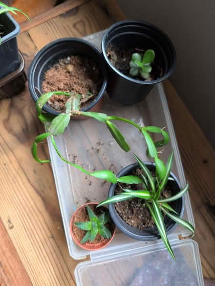 Photo of free Rooted Cuttings (BD18) #1