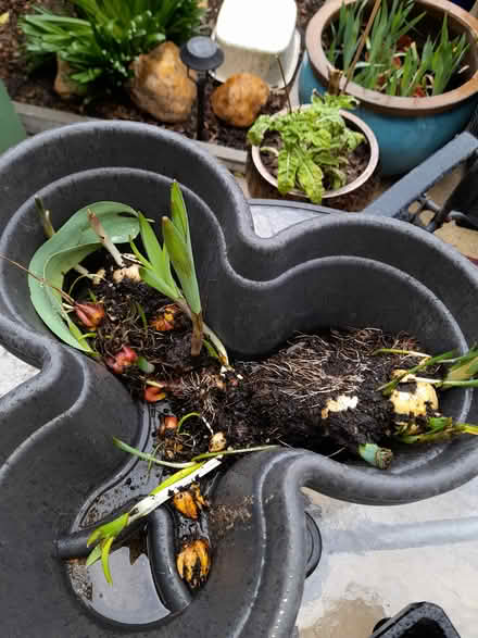 Photo of free Lily bulbs (Dagenham RM8) #1