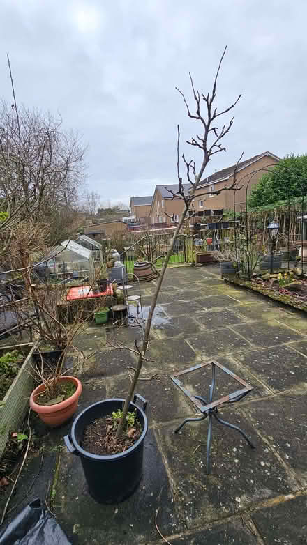 Photo of free Apple Tree (Leslie KY6) #1