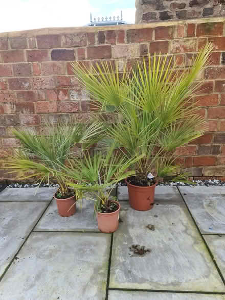 Photo of free Three Fan Palm Plants (Southwick BN42) #4