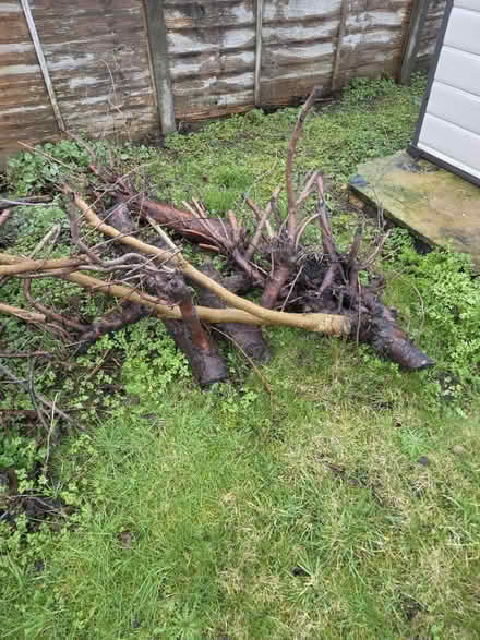 Photo of free Fire wood (DY4) #2