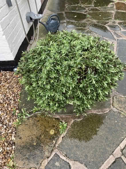 Photo of free Potted Hebe Plant (Whaley Thorns NG20) #2