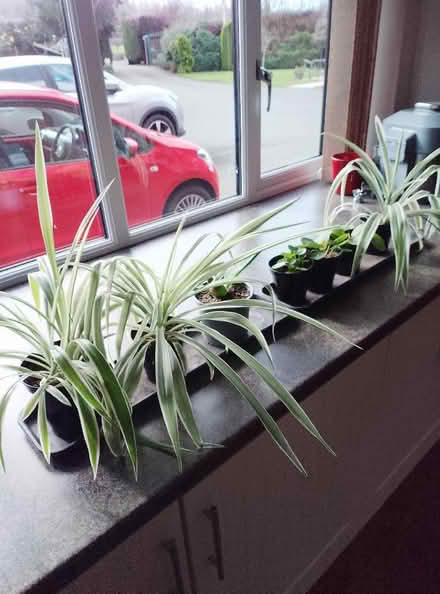 Photo of free House Plants (Harnage SY5) #1