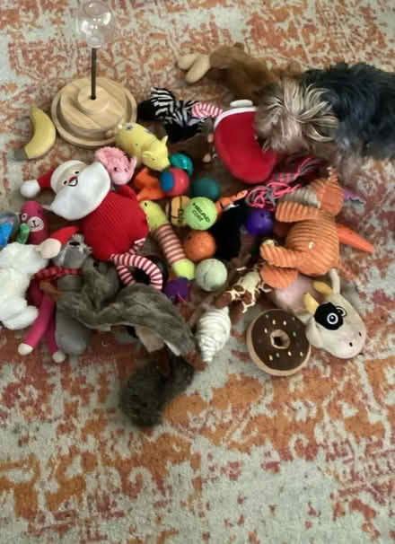 Photo of free Selection dog toys etc (Bedfont TW14) #1