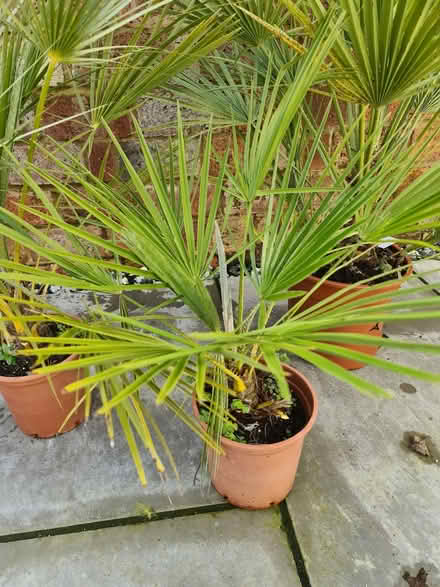 Photo of free Three Fan Palm Plants (Southwick BN42) #2