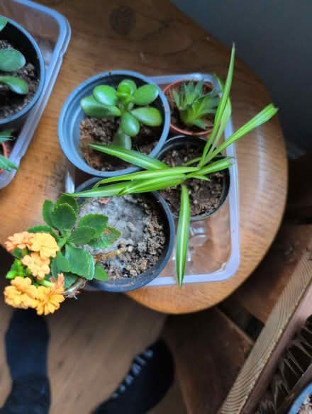Photo of free Rooted Cuttings (BD18) #3
