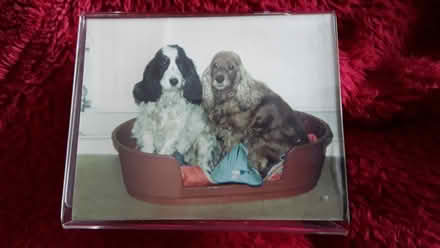 Photo of free Oval dog bed (Clent) #1