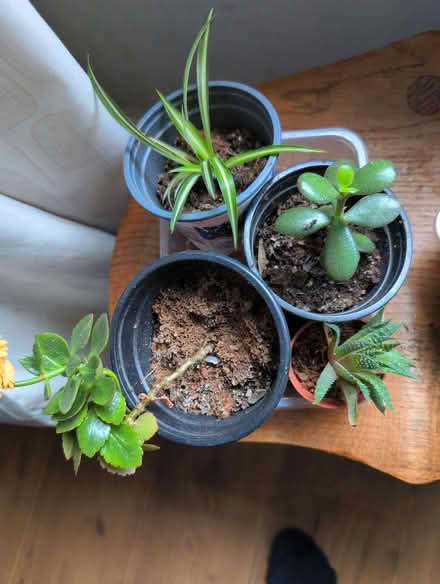 Photo of free Rooted Cuttings (BD18) #4