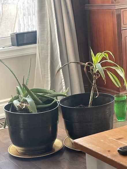 Photo of free 2 plants (Holland Landing) #1