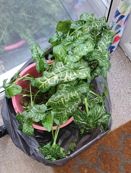 Photo of free Outdoor Plant (Swallownest S26) #1