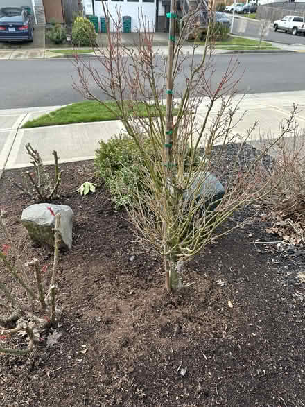 Photo of free Japanese maple (Newbeg) #2