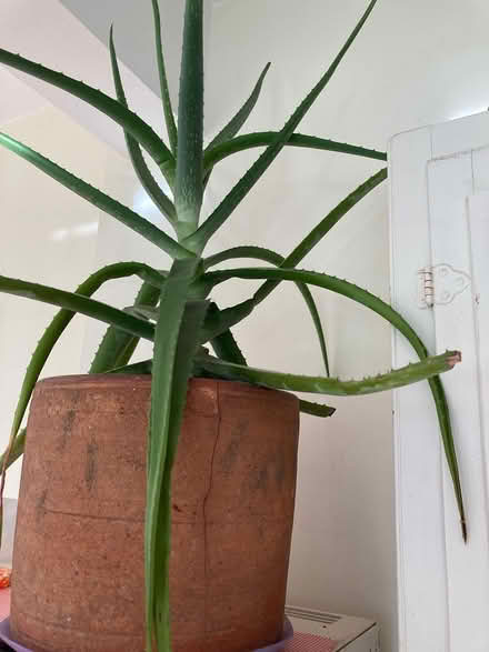 Photo of free Aloe plant (South Croydon CR2) #1