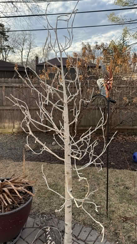 Photo of free Decorative Tree (NE Glenview (Lake & Harms)) #1