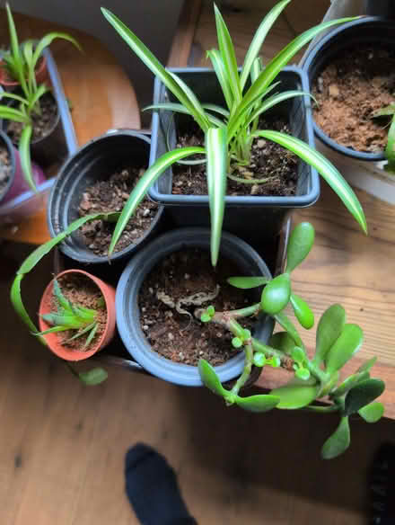 Photo of free Rooted Cuttings (BD18) #2