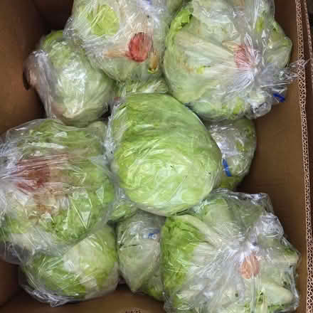 Photo of free Iceberg Lettuce (Mountain View) #1