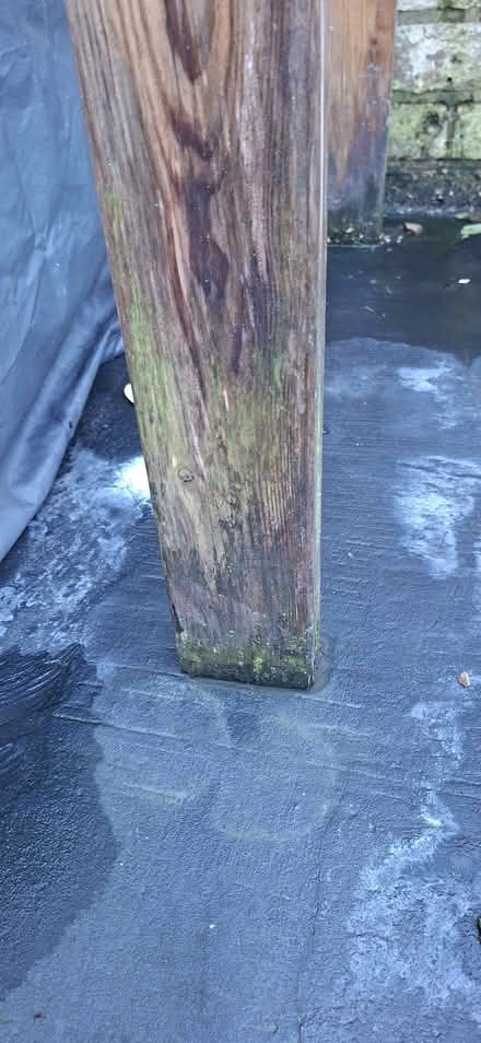 Photo of free Orning (Bolton BL1) #3