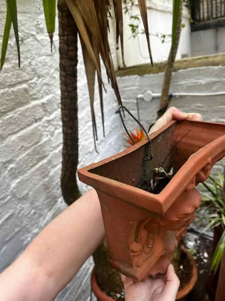 Photo of free wall hanging plant pot (Holland Park W11) #3