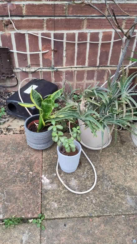 Photo of free House plants (Devonshire Lodge, SL6 2PS) #1
