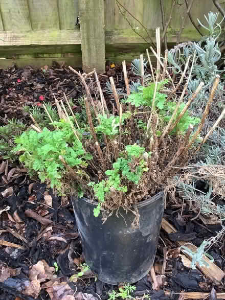 Photo of free Garden plants (Eynsham OX29) #2