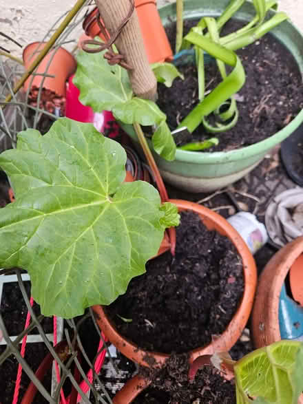 Photo of free Rhubarb crowns to plant (Loughborough LE11) #2