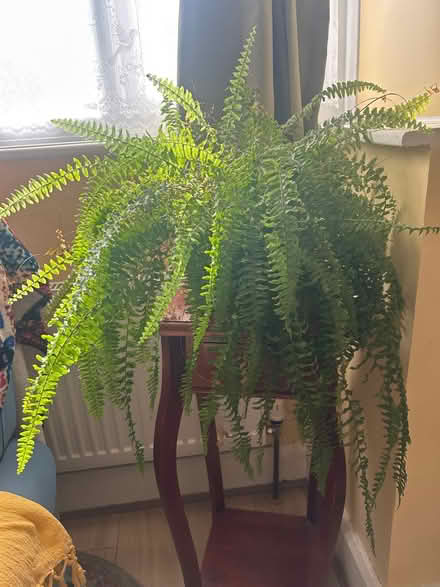 Photo of free Beautiful Boston Fern plant (Iver UB8) #1