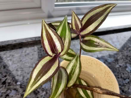 Photo of free Purple tradescantia cuttings (Barnard's Green WR14) #1