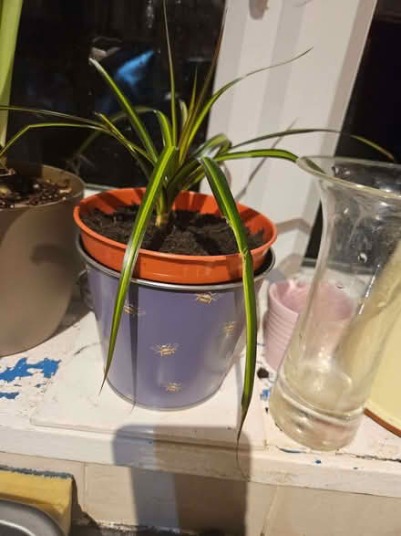 Photo of free Dracaena plants - indoor (Loughborough LE11) #2