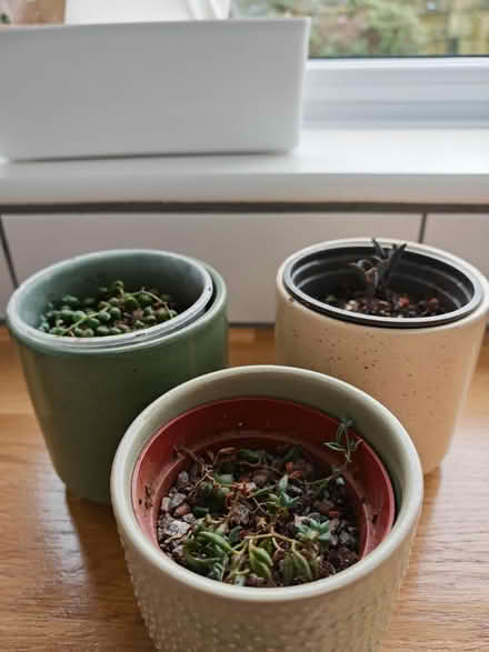 Photo of free House plants (CT17) #2