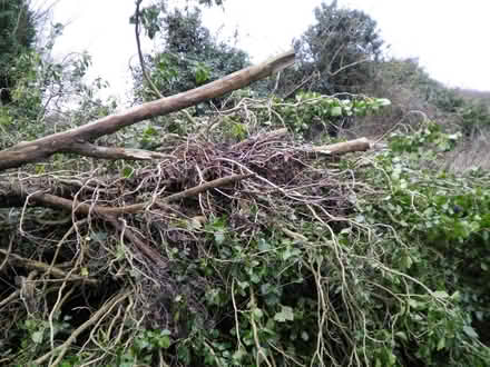 Photo of Small branches or logs for woodburner (New Costessey NR5) #2