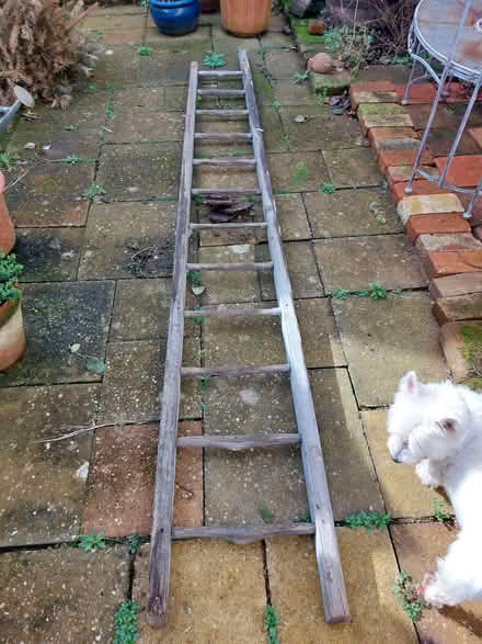 Photo of free Old ladder (Wymondham NR18) #1