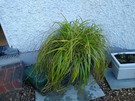 Photo of free Ornamental Grass (Twickenham) #1