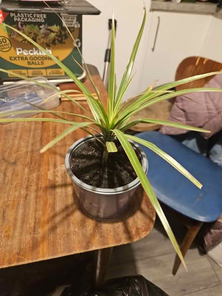 Photo of free Dracaena plants - indoor (Loughborough LE11) #3