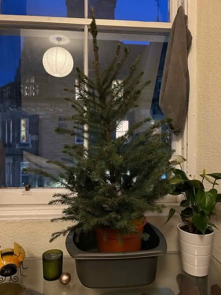 Photo of Large plant pot (Cannongate EH8) #2