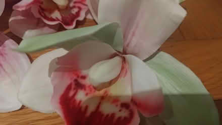 Photo of free 6 x synthetic flowers (Westbourne Park W11) #3