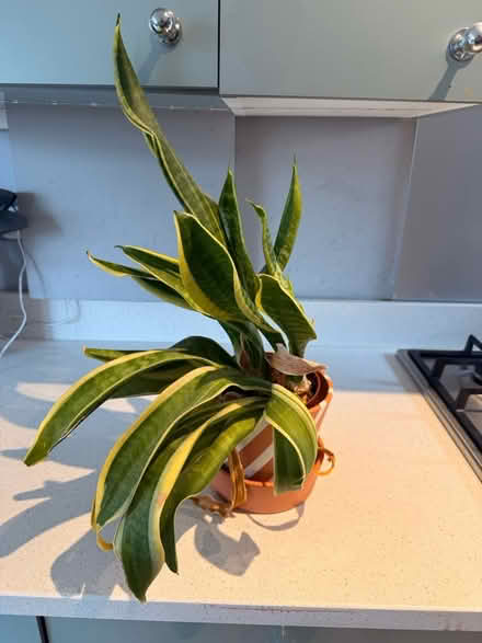 Photo of free Snake plant and pot (Chiswick W4) #1